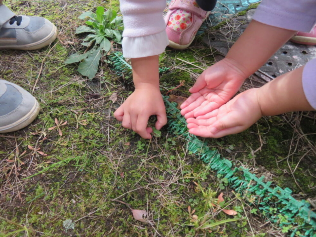 保護中: カエル見つけた!